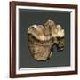 Fossil Tooth of Saber-Toothed Cat-null-Framed Giclee Print