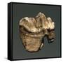 Fossil Tooth of Saber-Toothed Cat-null-Framed Stretched Canvas