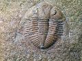 Laminate