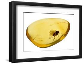 Fossilised Fly In Baltic Amber. Whole Specimen Approx 15Mm Long. Fly Approx 5Mm-Adrian Davies-Framed Photographic Print