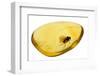 Fossilised Fly In Baltic Amber. Whole Specimen Approx 15Mm Long. Fly Approx 5Mm-Adrian Davies-Framed Photographic Print