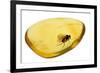 Fossilised Fly In Baltic Amber. Whole Specimen Approx 15Mm Long. Fly Approx 5Mm-Adrian Davies-Framed Photographic Print