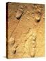 Fossilised Hominid Footprints From Laetoli-Sinclair Stammers-Stretched Canvas