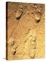 Fossilised Hominid Footprints From Laetoli-Sinclair Stammers-Stretched Canvas