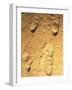 Fossilised Hominid Footprints From Laetoli-Sinclair Stammers-Framed Photographic Print