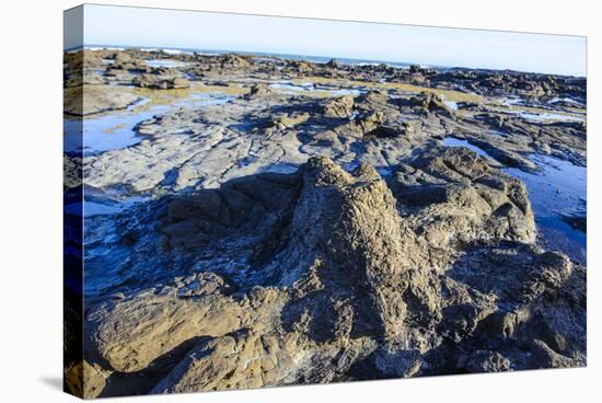 Fossilised Jurassic Age Trees Exposed at Low Tide at Curio Bay, the Catlins, South Island-Michael Runkel-Stretched Canvas