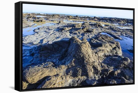 Fossilised Jurassic Age Trees Exposed at Low Tide at Curio Bay, the Catlins, South Island-Michael Runkel-Framed Stretched Canvas