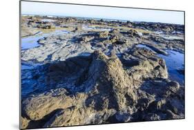 Fossilised Jurassic Age Trees Exposed at Low Tide at Curio Bay, the Catlins, South Island-Michael Runkel-Mounted Photographic Print