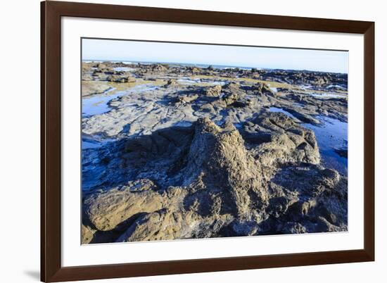 Fossilised Jurassic Age Trees Exposed at Low Tide at Curio Bay, the Catlins, South Island-Michael Runkel-Framed Photographic Print