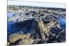 Fossilised Jurassic Age Trees Exposed at Low Tide at Curio Bay, the Catlins, South Island-Michael Runkel-Mounted Photographic Print