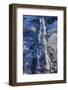 Fossilised Jurassic Age Trees Exposed at Low Tide at Curio Bay, the Catlins, South Island-Michael Runkel-Framed Photographic Print