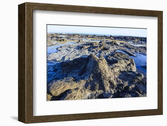 Fossilised Jurassic Age Trees Exposed at Low Tide at Curio Bay, the Catlins, South Island-Michael Runkel-Framed Photographic Print