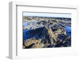 Fossilised Jurassic Age Trees Exposed at Low Tide at Curio Bay, the Catlins, South Island-Michael Runkel-Framed Photographic Print