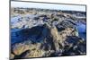 Fossilised Jurassic Age Trees Exposed at Low Tide at Curio Bay, the Catlins, South Island-Michael Runkel-Mounted Photographic Print