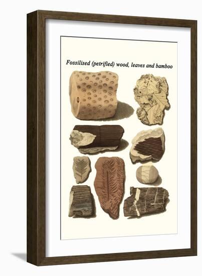 Fossilised (Petrified) Wood, Leaves and Bamboo-James Parkinson-Framed Art Print