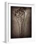 Fossilised Skull of Dinosour. Ichthyosaurus Communis-Clive Nolan-Framed Photographic Print