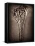 Fossilised Skull of Dinosour. Ichthyosaurus Communis-Clive Nolan-Framed Stretched Canvas