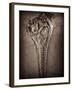 Fossilised Skull of Dinosour. Ichthyosaurus Communis-Clive Nolan-Framed Photographic Print