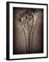 Fossilised Skull of Dinosour. Ichthyosaurus Communis-Clive Nolan-Framed Photographic Print