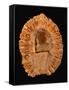 Fossilized Pine Cone-Layne Kennedy-Framed Stretched Canvas