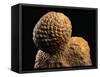 Fossilized Pine Cone-Layne Kennedy-Framed Stretched Canvas