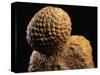 Fossilized Pine Cone-Layne Kennedy-Stretched Canvas