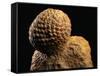 Fossilized Pine Cone-Layne Kennedy-Framed Stretched Canvas