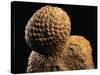 Fossilized Pine Cone-Layne Kennedy-Stretched Canvas