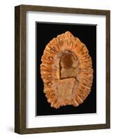 Fossilized Pine Cone-Layne Kennedy-Framed Photographic Print