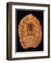 Fossilized Pine Cone-Layne Kennedy-Framed Photographic Print