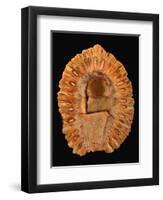 Fossilized Pine Cone-Layne Kennedy-Framed Photographic Print