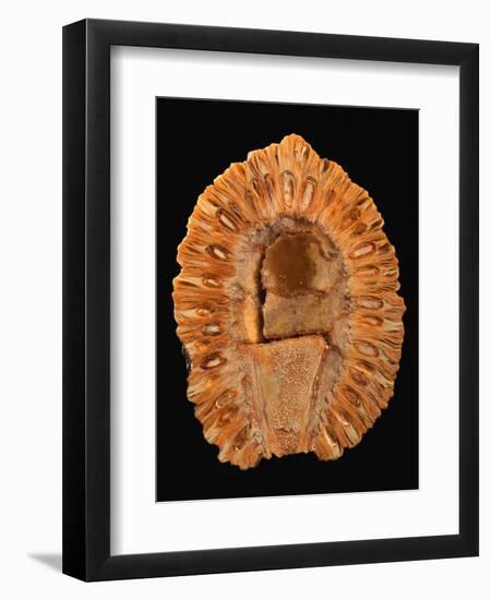 Fossilized Pine Cone-Layne Kennedy-Framed Photographic Print