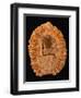 Fossilized Pine Cone-Layne Kennedy-Framed Photographic Print