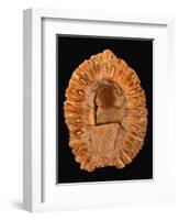 Fossilized Pine Cone-Layne Kennedy-Framed Photographic Print