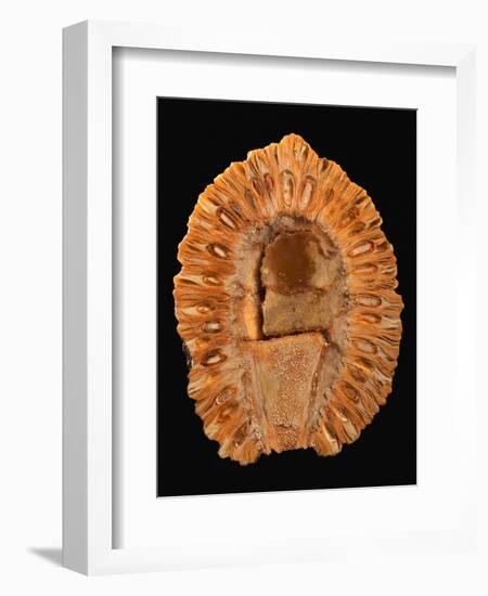 Fossilized Pine Cone-Layne Kennedy-Framed Photographic Print