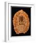 Fossilized Pine Cone-Layne Kennedy-Framed Photographic Print