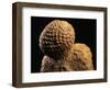 Fossilized Pine Cone-Layne Kennedy-Framed Photographic Print