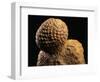 Fossilized Pine Cone-Layne Kennedy-Framed Photographic Print