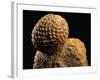 Fossilized Pine Cone-Layne Kennedy-Framed Photographic Print