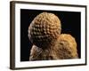 Fossilized Pine Cone-Layne Kennedy-Framed Photographic Print