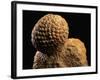 Fossilized Pine Cone-Layne Kennedy-Framed Photographic Print