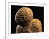 Fossilized Pine Cone-Layne Kennedy-Framed Photographic Print