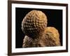 Fossilized Pine Cone-Layne Kennedy-Framed Photographic Print