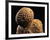 Fossilized Pine Cone-Layne Kennedy-Framed Photographic Print