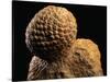 Fossilized Pine Cone-Layne Kennedy-Stretched Canvas