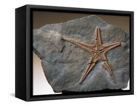 Fossilized Starfish-Layne Kennedy-Framed Stretched Canvas