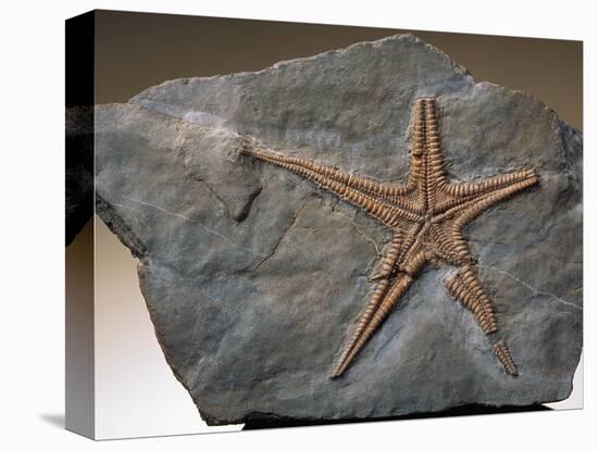 Fossilized Starfish-Layne Kennedy-Stretched Canvas