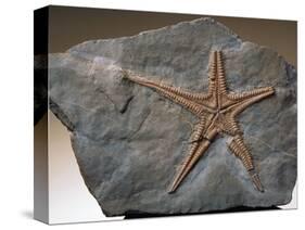 Fossilized Starfish-Layne Kennedy-Stretched Canvas