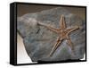 Fossilized Starfish-Layne Kennedy-Framed Stretched Canvas
