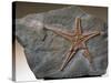 Fossilized Starfish-Layne Kennedy-Stretched Canvas